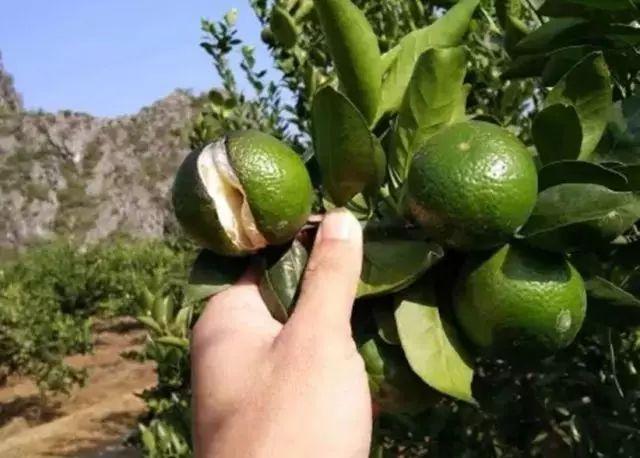 柑橘裂果高峰期什么时候,柑橘裂果最佳防裂方法