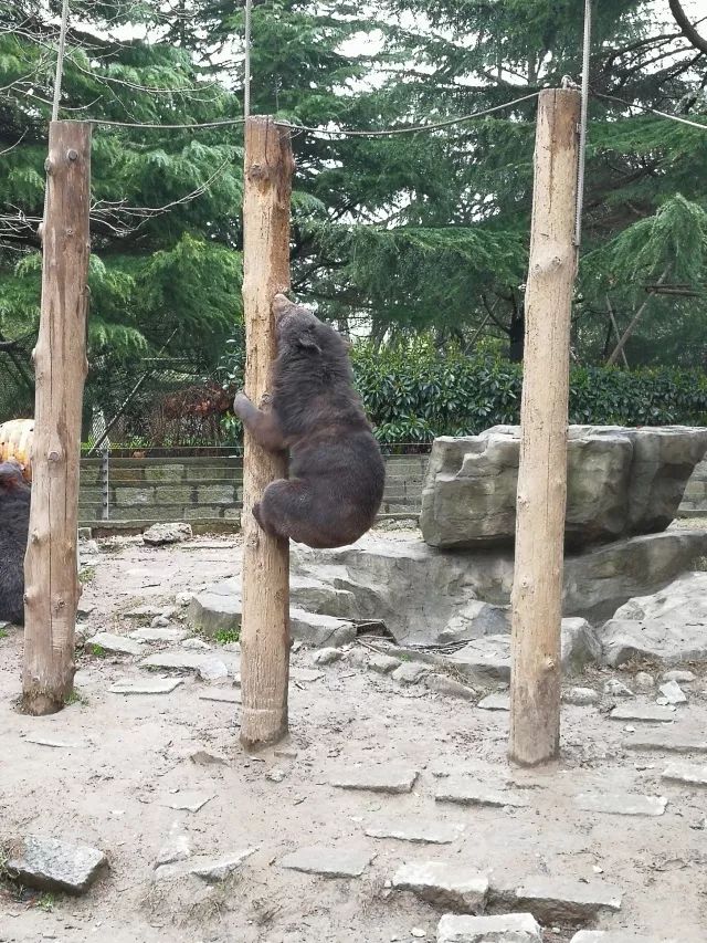 在上海迪士尼怎么玩比较快呢,在上海迪士尼玩一整天