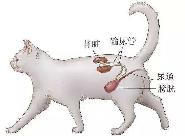为什么养猫不能喂肉食,为什么说养猫不能喂肉