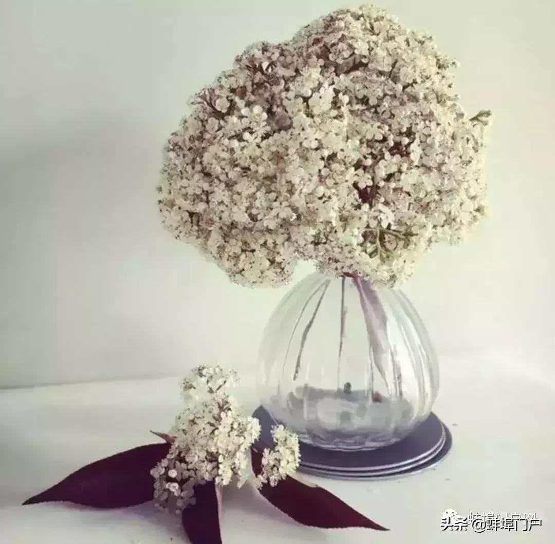 蚌埠各小区这种散发着精液味道的花你知道名字嘛