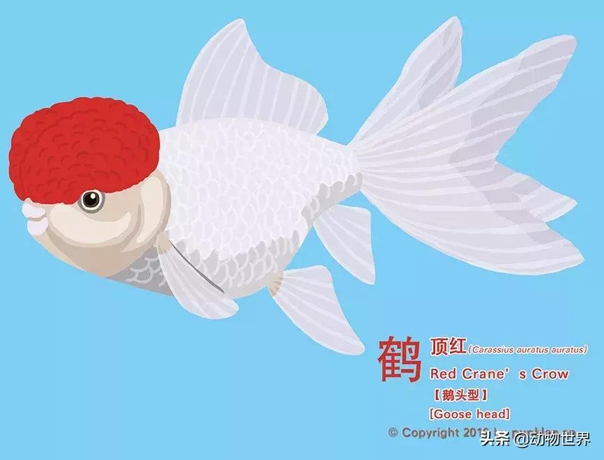 金鱼大体型的品种,金鱼品种介绍之龙睛高头