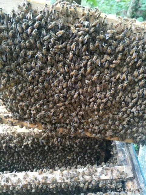 低温繁蜂,繁蜂期遇连续低温怎么办