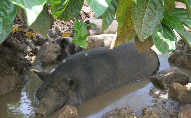 太湖猪一次产多少猪仔,为什么太湖母猪产的小猪不好卖