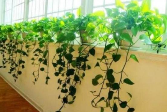 土培绿萝的养殖方法和注意事项,土培绿萝水培方法和注意事项