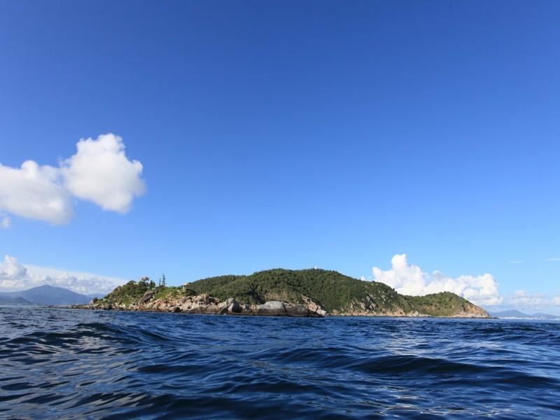 西沙东岛的野牛群是怎么活下来,现在西沙东岛野牛群还有多少