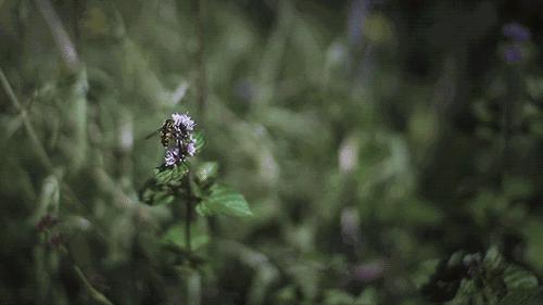 厨房除油烟味的植物,厨房吸油烟除异味
