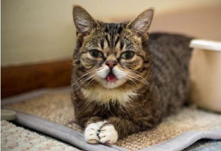 猫咪得忧郁症你了解过吗？治疗猫咪抑郁症有哪些好方法？