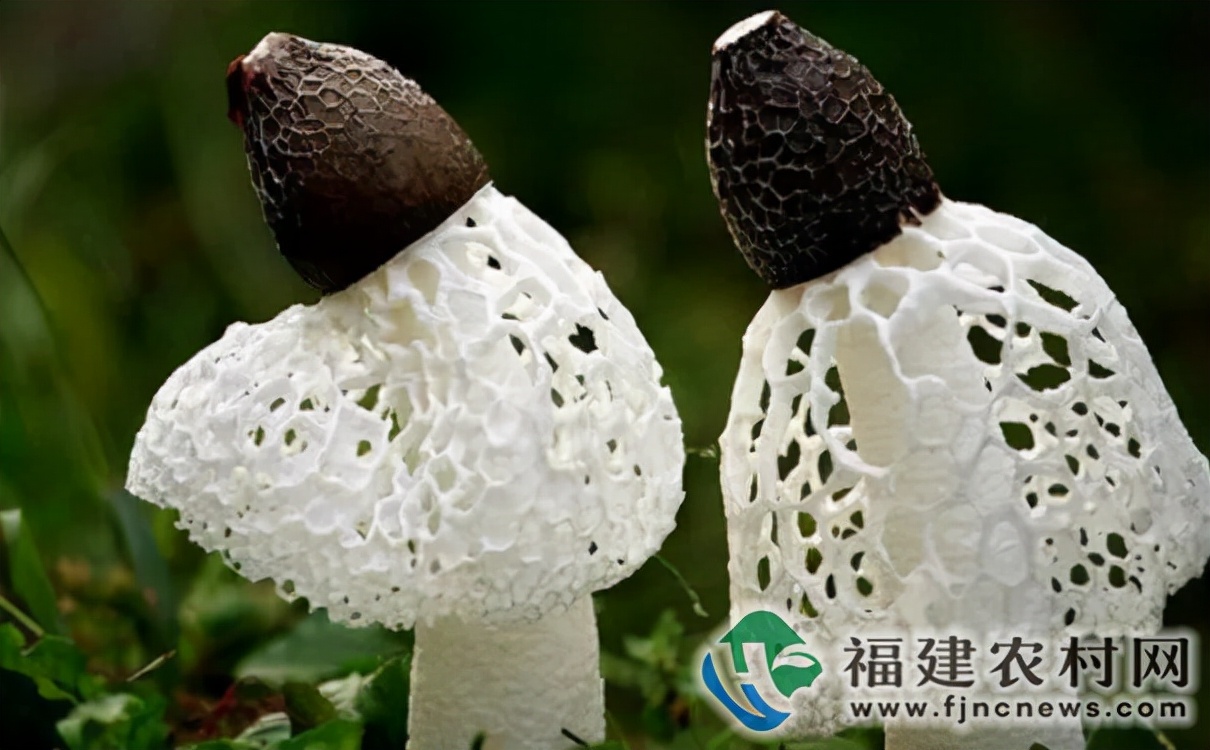 大山之灵竹下珍菌