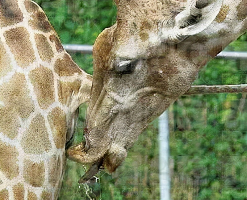 长颈鹿的繁殖过程有多奇特,长颈鹿的繁殖系统怎么样