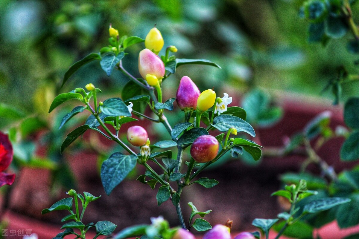 盆栽观果植物有哪些,观果植物具备哪些特征