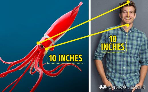 十个我们都认识的动物有趣冷知识,10个动物们不可思议的有趣瞬间