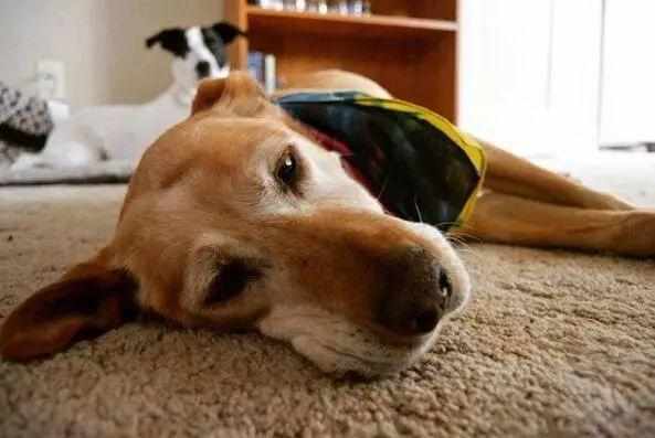 狗狗即将老死的征兆,狗狗老死前有什么征兆