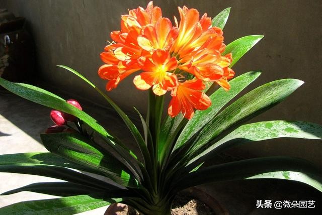 君子兰的叶子长歪了如何矫正,君子兰叶子怎么不让长歪