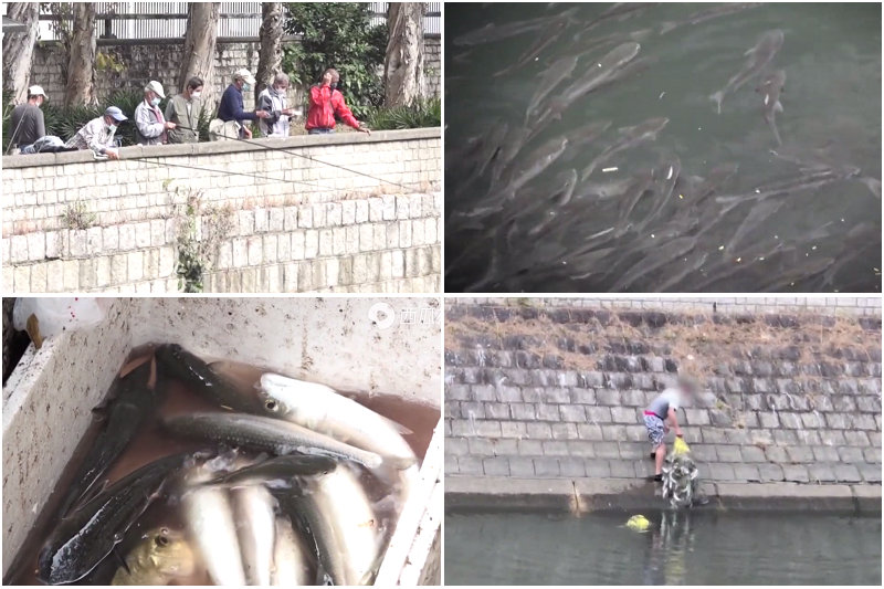 淡水乌头鱼为什么没人吃,野生乌头鱼为什么难吃