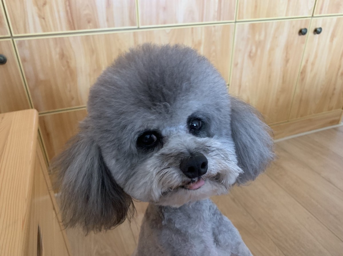 泰迪犬好养吗会不会咬人,泰迪犬好