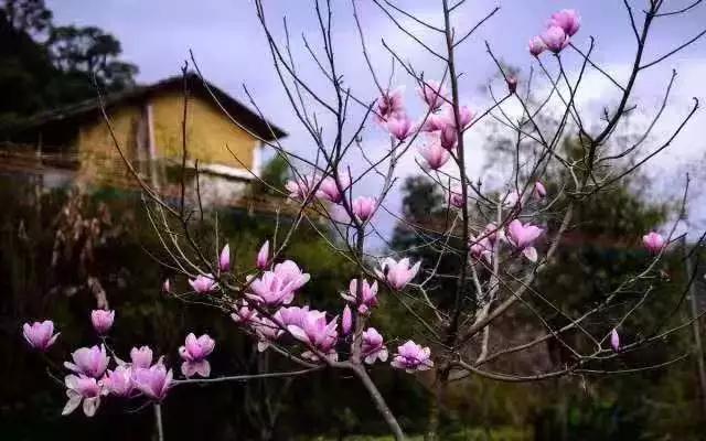 偷偷告诉你驴友们常去的从化小众特色小镇~比森林公园更美更好玩