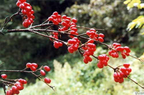 此味药材，街道边可能就有，能黑须发、强筋力、除百病、久服延年