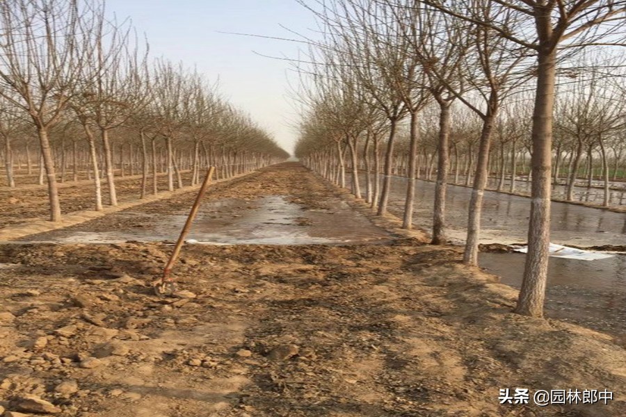 丝棉木树皮开裂原因,桦木容易开裂吗为什么