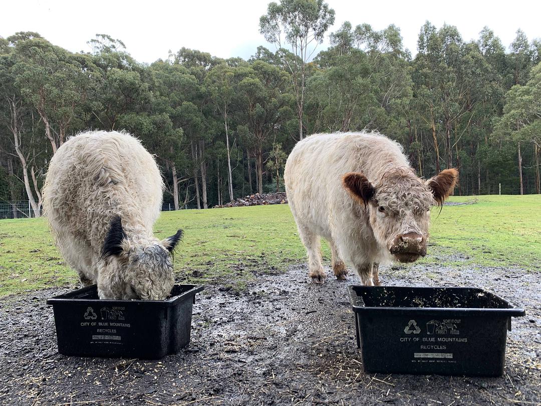 塔斯马尼亚心形小岛,降落西沙群岛