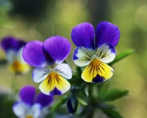 三色堇鬼脸花,三色堇为什么叫鬼脸花