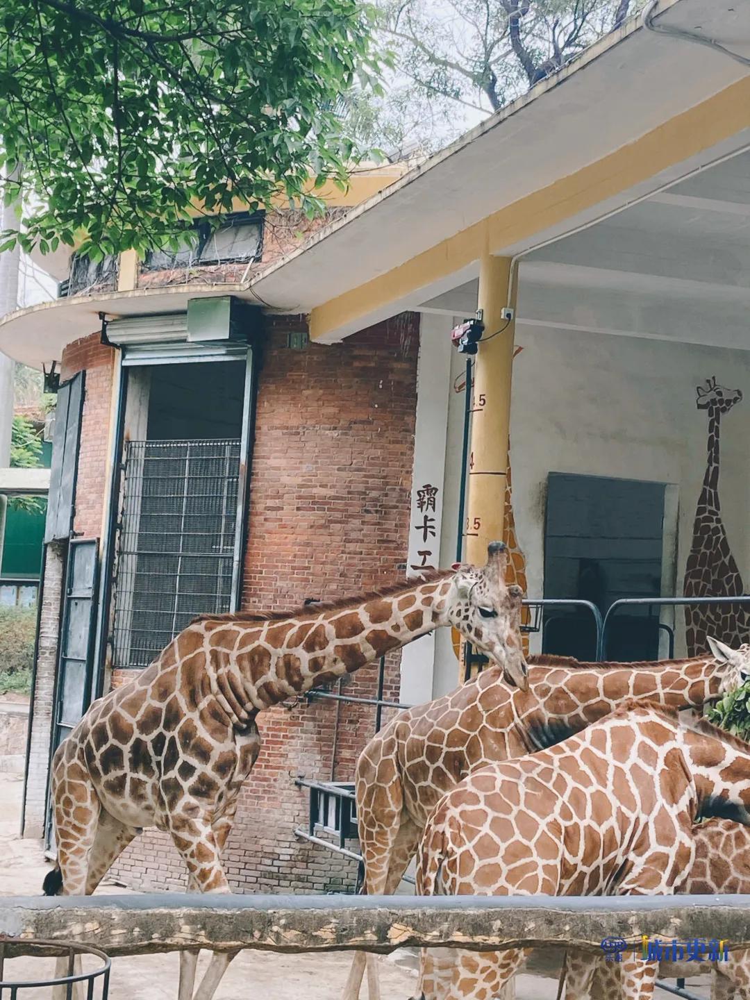 广州动物园什么时候搬迁,广州动物园搬迁