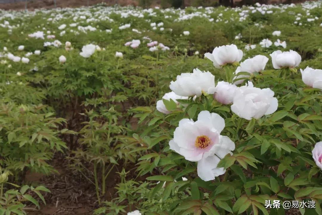 易县狼牙山小火车,河北保定易县火车