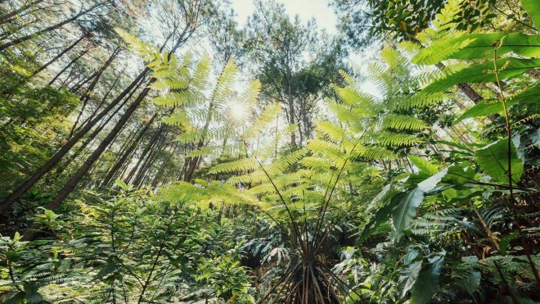 森波拉温泉度假村两天一夜游,倒数跨年狂欢夜