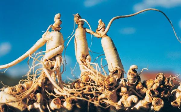 长白山发现神秘的石碑,吉林发现长白山人参石碑的地方