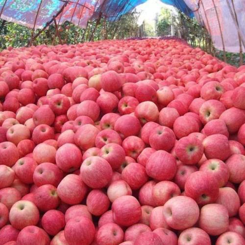 苹果到底什么时候吃最好,苹果什么时候吃是最好的呢