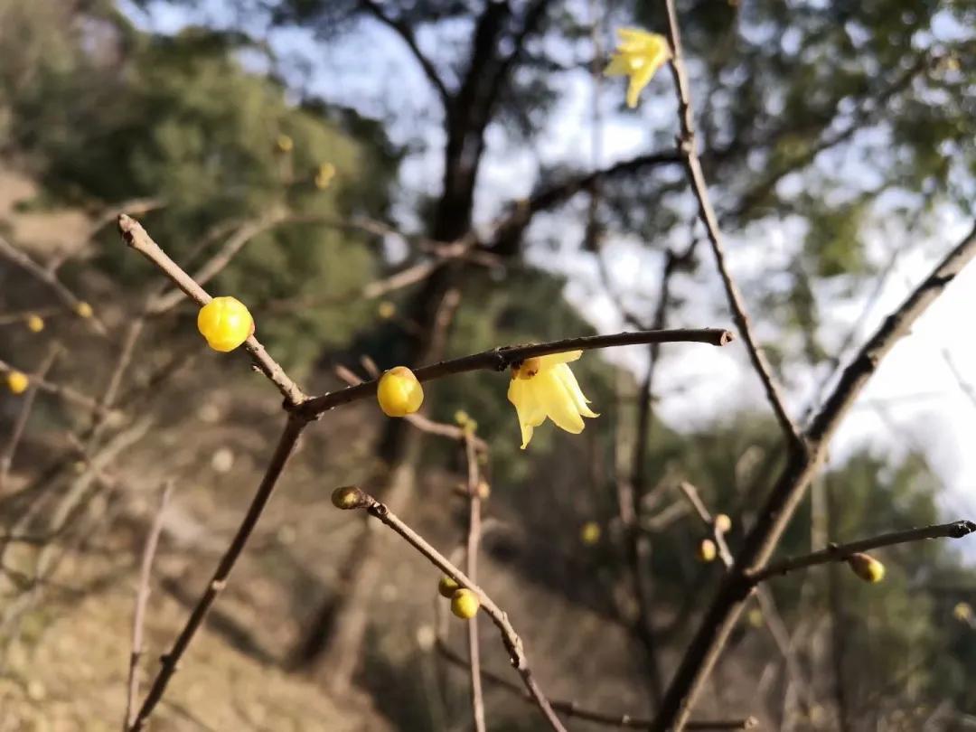 小楼周刊2024第11期,小楼周刊2021年第36期