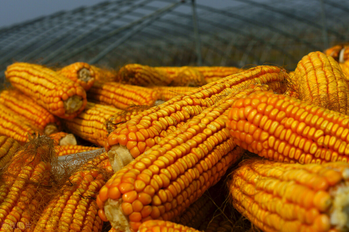 玉米春节后会不会降价,今日全国玉米涨价还是降价