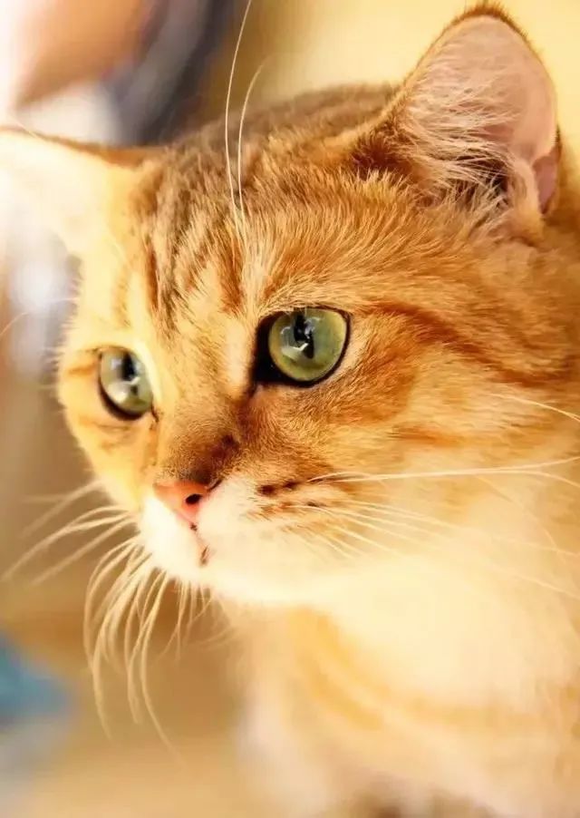 怎么知道母猫快要生宝宝了,怎么判定母猫准备要生了