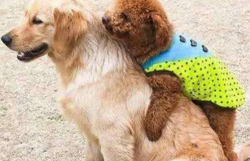 雪纳瑞犬和泰迪犬的缺点是什么,泰迪犬的六大缺点劝你最好别养