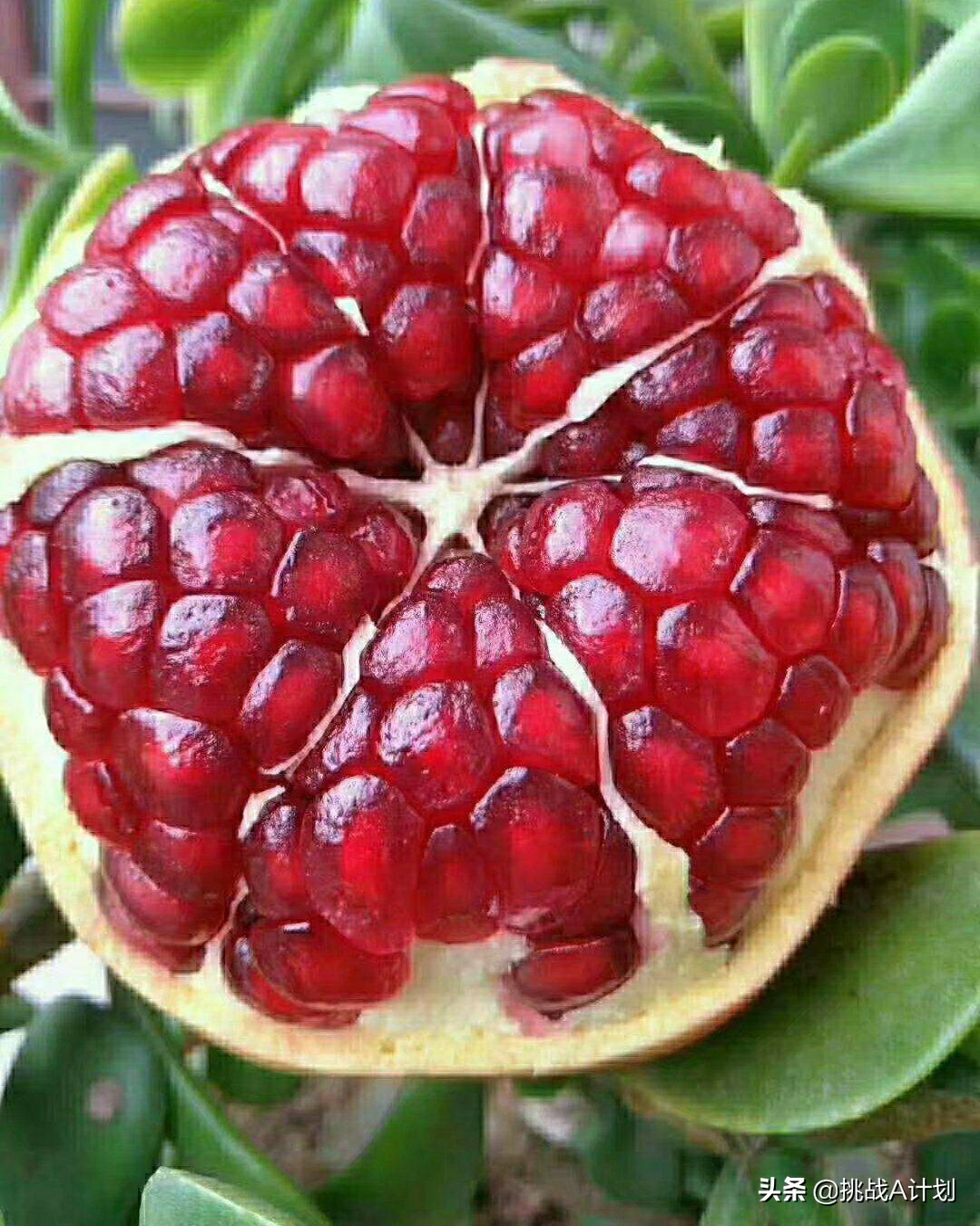 霜降吃石榴:突尼斯软籽石榴