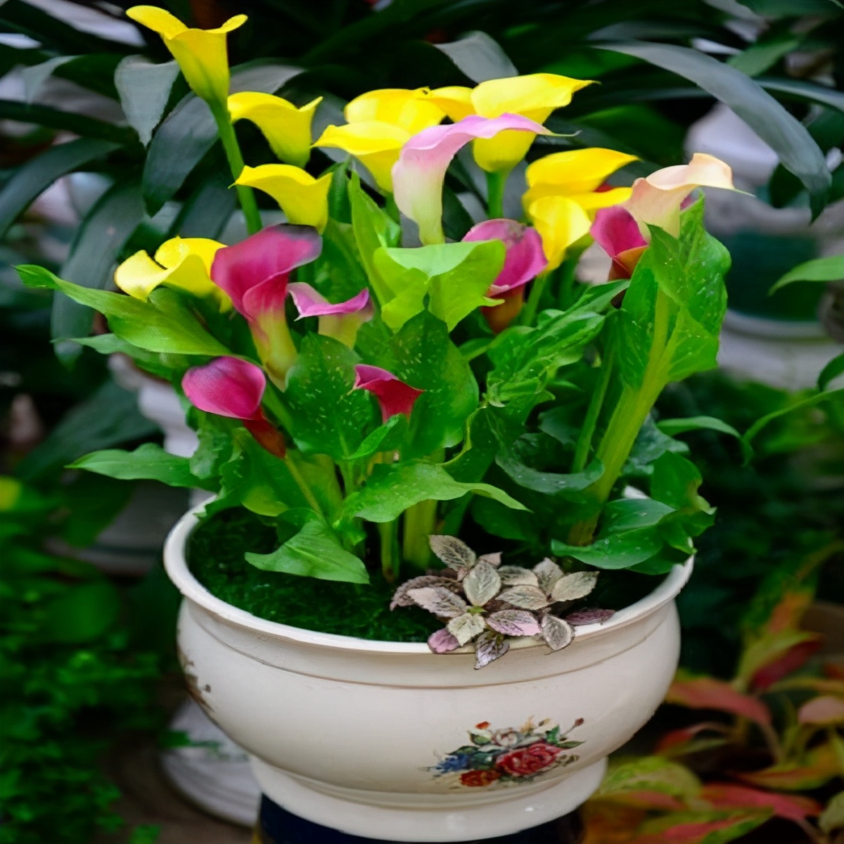 盆栽马蹄莲冬季养殖方法,这几款花卉养在家里清新脱俗