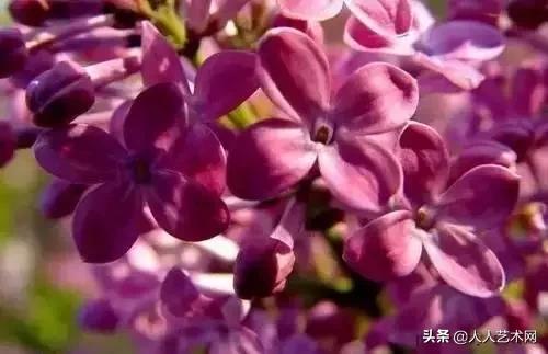 全国56市市花太美了的视频,中国56市市花图片