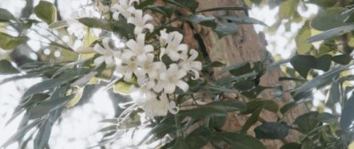 揭秘珠宝圈百年“网红”,常春藤凭什么得到这么多宠爱?