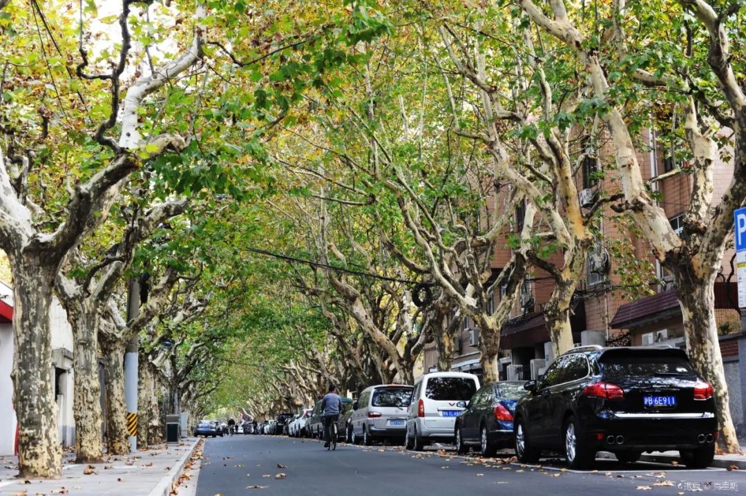 上海十大网红马路,魔都网红一条街