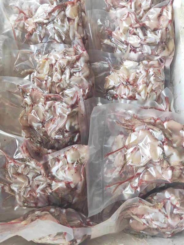 仙桃万蛙鸣青蛙养殖,青蛙养殖湖南省