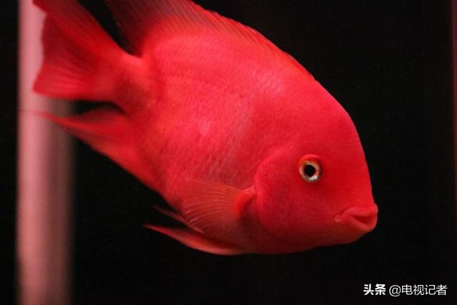 老鱼和小鱼作品,老鱼和小鱼的区别