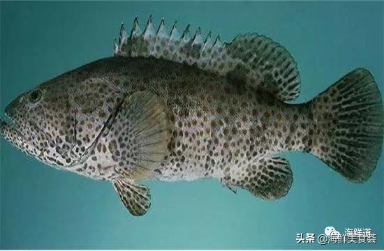 好吃不贵的海鲜种类有哪些,最好吃又最常见海鲜有几种