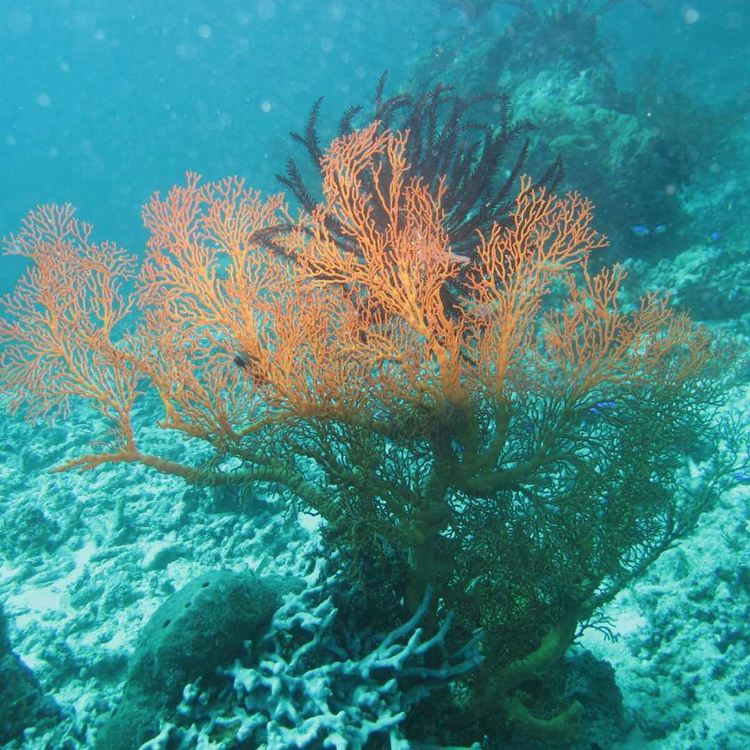 蓝梦岛恶魔的眼泪图片,巴厘岛蓝梦岛恶魔之眼要门票吗