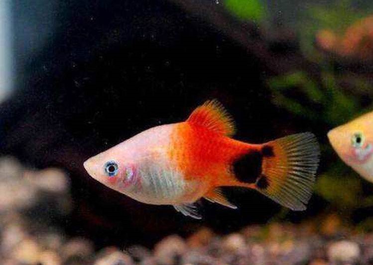 能养爆缸的小型热带鱼,新手十大养不死的热带小型观赏鱼