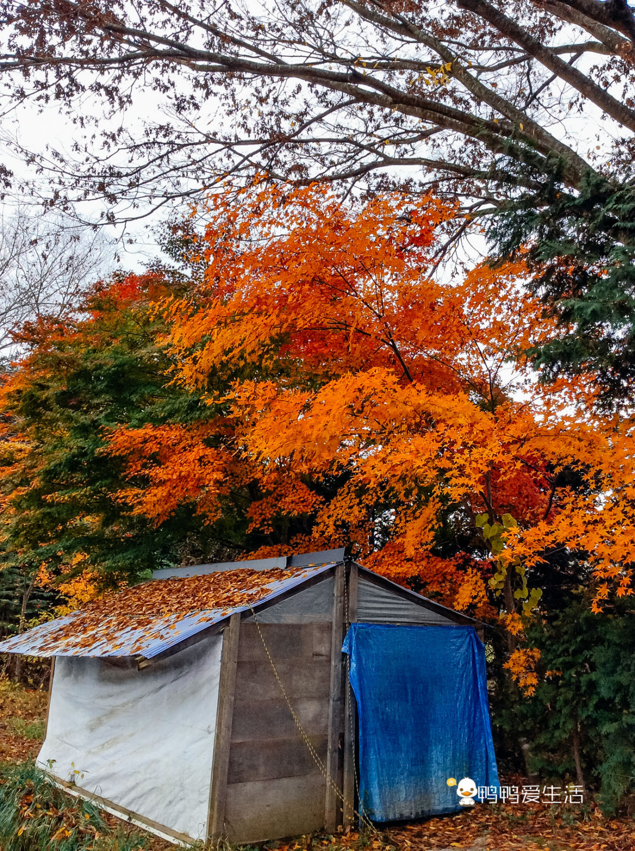 日本“小九寨”藏在富士山下，5月起繁花盛开，还能把泉水带回家