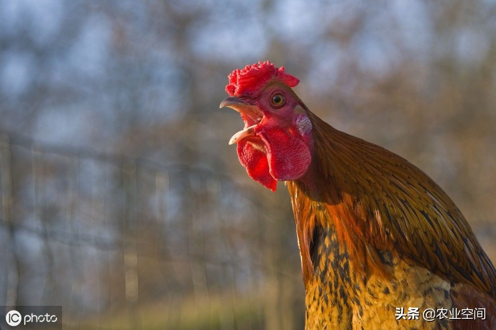 现在养鸡场用哪种阉鸡方法,养鸡一定要鸡窝吗