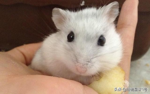 小老鼠也能成为宠物,小老鼠可以养吗