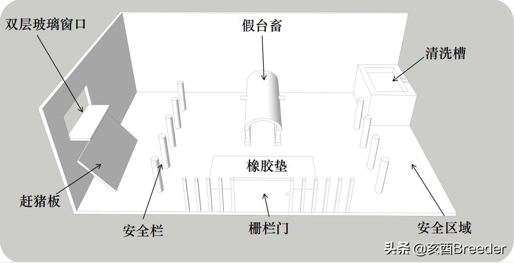 猪人工采精方法及手握采精详细步骤，再也不担心不会公猪采精啦