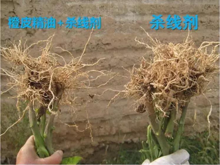 有机硅与橙皮精油,有机硅助剂和橙皮精油