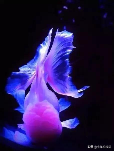 祝大家新年快乐年年有锦鲤,祝大家新年大吉年年有鱼