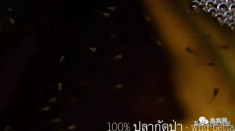 泰国斗鱼和中国斗鱼的杂交品种,中国斗鱼与泰国斗鱼哪个更厉害